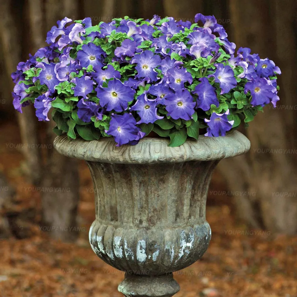 

New Arrival 200PCS Pure-color Petunia plants Flower plant Perennial Flowers For Home Garden Bonsai Plantas Decoration