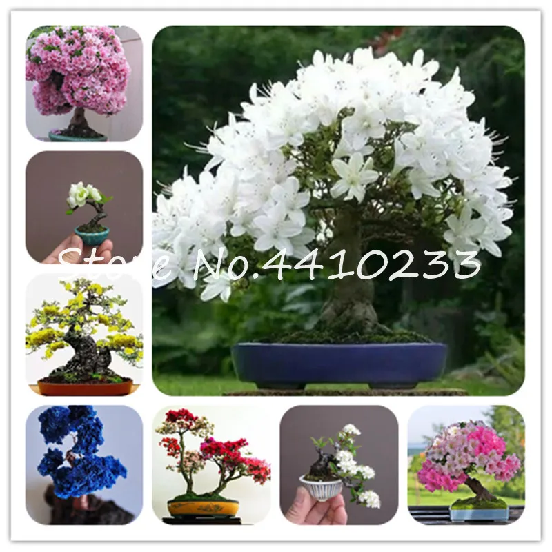 

Bonsai 10 Pcs Rare 24 Varieties Azalea Dwarf Mini Bonsai Diy Home & Garden Plants Look Like Sakura Japanese Cherry Blooms Flower