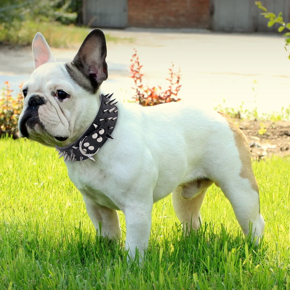 dogs belt leather