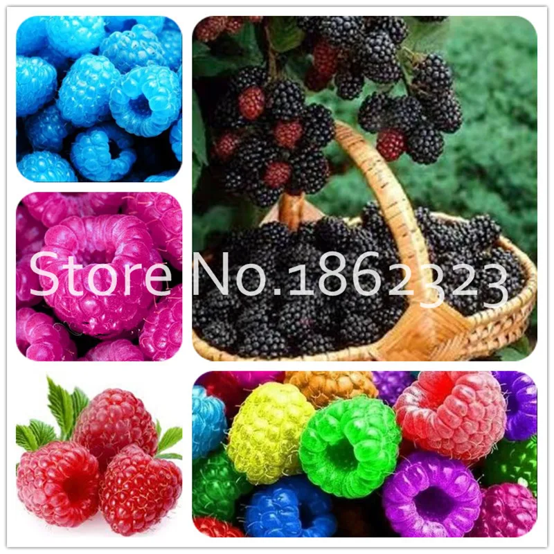

Sales! 200 Pcs Raspberry bonsai Mixed Colors Super Big Raspberry Fruit tree For Flower Pots Planters Home Garden Bonsai Plants