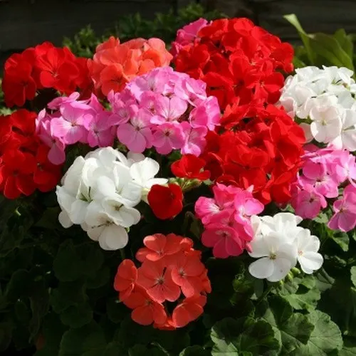 

100 pcs Geranium Mix Cloreful Flower (Pelargonium Zonale Mix) for home garden plants bonsai