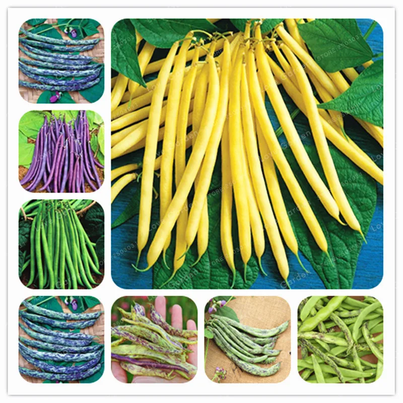 

10Pcs/Bag Phaseolus Vulgaris Bonsai Bean Vegetable Bonsai Green Beans Bonsai Natural Growth Plant For Home Garden