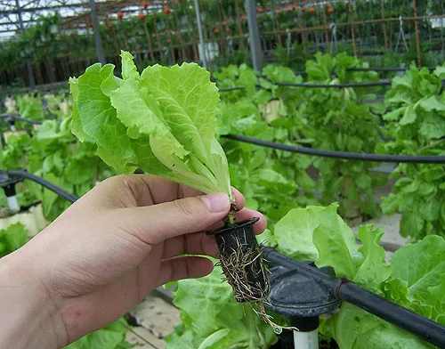 Период затопления тумана Aeroponics 36 чистая чашка и раздатчик с таймером цикла и полными запасными частями