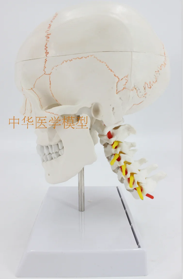 1:1 медицинская модель черепа анатомическая модель мозга с цифровым кодовым номером шейного отдела позвоночника Skleotn модель