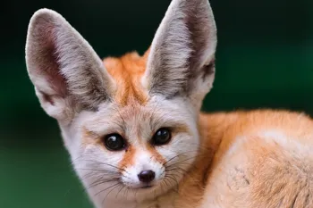 

Home decoration fox Fennec muzzle large ears eyes Silk Fabric Poster Print DW367