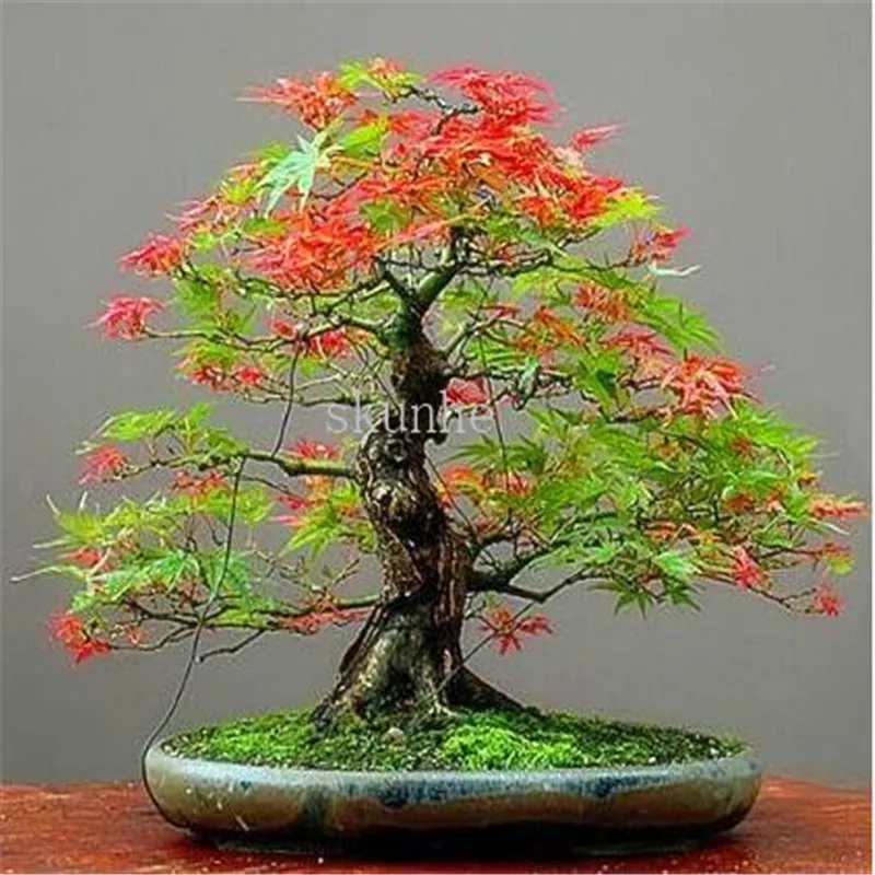 20pcs bonsai blue maple tree bonsai tree plants. rare sky blue japanese maple bonsai Balcony plants for home garden