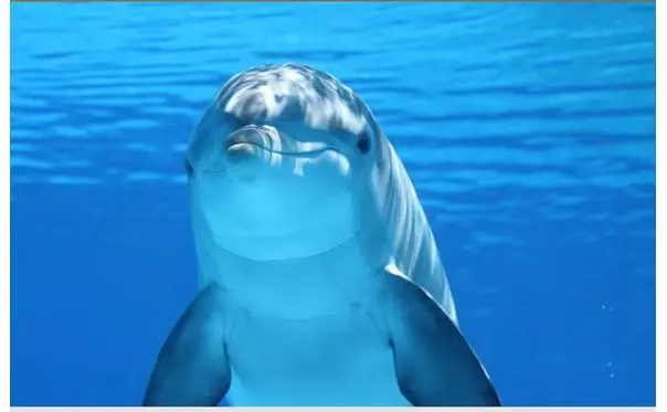 

Custom photo Waterproof floor wallpaper Dolphins and sea water 3d mural PVC wallpaper self-adhesion floor wallpaer