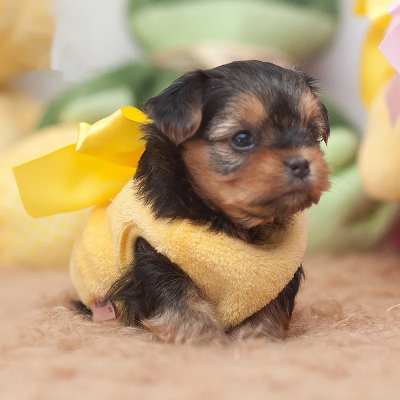 2016 New Super Small Baby Dog Clothes Lovely Summer Puppy Pet Vest T