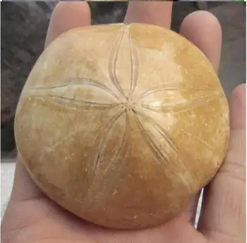 

Natural JURASSIC Madagascar SEA BISCUIT URCHIN FOSSIL Sand Dollar Star Fish Dinosaur Age Wholesale 80g--100g