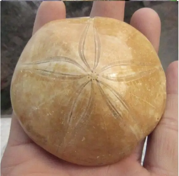 Cheap Natural JURASSIC Madagascar SEA BISCUIT URCHIN FOSSIL Sand Dollar Star Fish Dinosaur Age Wholesale 80g--100g Cheap Natural JURASSIC Madagascar SEA BISCUIT URCHIN FOSSIL Sand Dollar Star Fish Dinosaur Age Wholesale 80g--100g