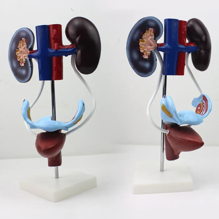 Human Body Medical Female Genitourinary System Model Reproductive Anatomy Kidney Uterus Bladder Model Science Laboratory Human Body Medical Female Genitourinary System Model Reproductive Anatomy Kidney Uterus Bladder Model Science Laboratory