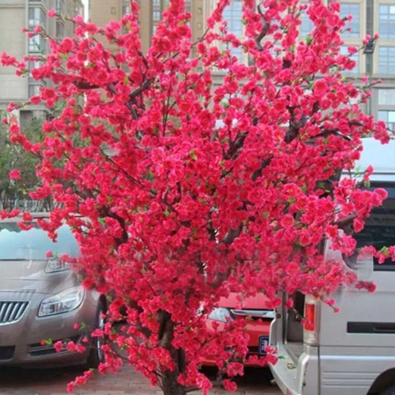 10 PCS Red Japanese cherry blossoms Seeds Courtyard Garden Bonsai Tree Seeds Small Sakura Tree