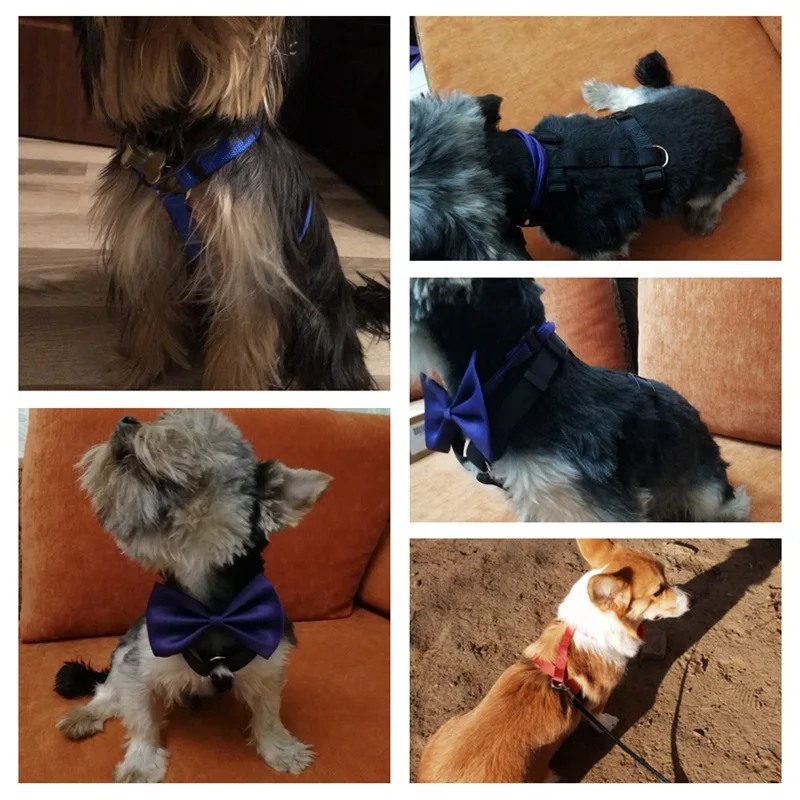 dog harness (23)
