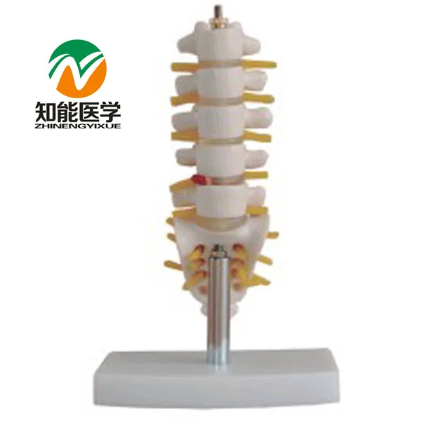 

BIX-A1012 Mini Lumbar Spine Vertebra With Tail Vertebrae Model WBW389
