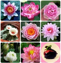 Flower Seeds Bowl Lotus Flower Hydroponic Aquatic Plants Lotus Seeds Perennial Water Lily Plant for Mini Garden 1pcs/PACKS