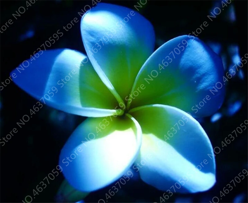100 pcs/ bag Garden Plumeria Bonsai Frangipani Mixed Color Egg Flower Rubra Decor Romance Potted Plant DIY Home Pot Planting