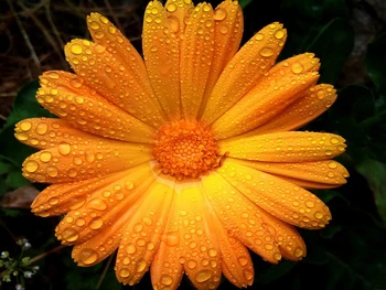 

OLY Diamond Embroidery Elegant Sunflower Floral Diamond Mosaic Embroidery Mosaic Kit Round Full Diamond Embroidery