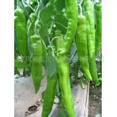 

2018 Hot Sale Real Outdoor Plants Very Easy Mini Garden Summer bonsai Di Us Long Claw 80pcs Nutrition Pepper bonsai Vegetable