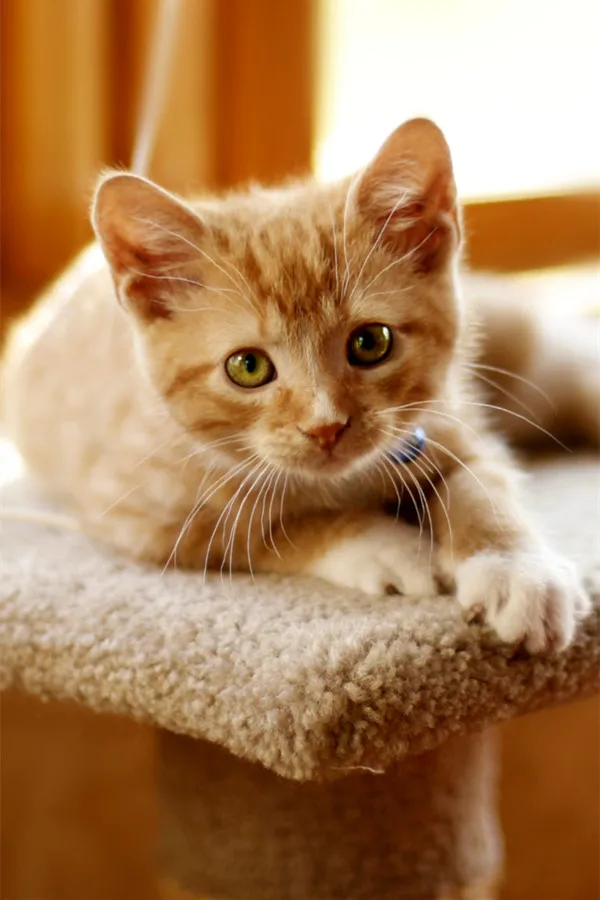 шартрез полосатый. рыжий кот. коте платно. котенок с компьютером. кошка домашняя.