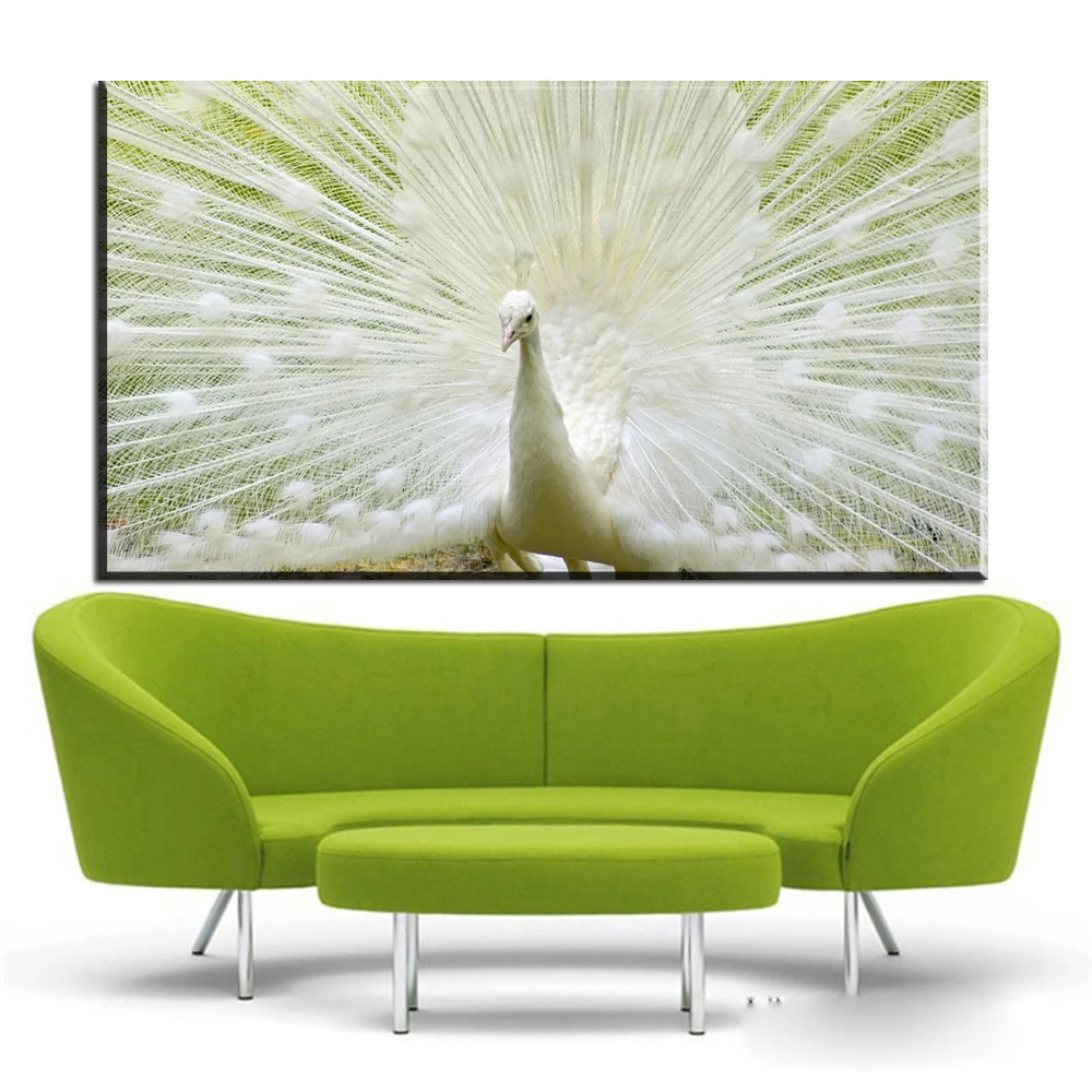 Us 6 92 45 Off Xdr751 Indah Burung Merak Putih Wallpaper Hd Dinding Lukisan Poster Cetak Kanvas Untuk Kamar Tidur Dan Ruang Tamu In Painting Us 6 92 45 Off Xdr751 Indah Burung Merak Putih Wallpaper Hd Dinding Lukisan Poster Cetak Kanvas Untuk Kamar Tidur Dan Ruang Tamu In Painting