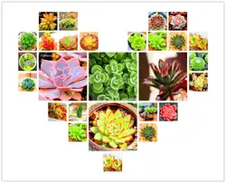 Новый Свежий 100 шт./упак. 99 видов на выбор Lithops сад суккуленты завод Pseudotruncatella офис бонсай цветок Флорес, # Хоа