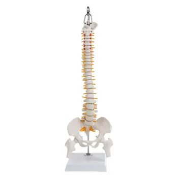 

45cm Flexible Human Spinal Column Vertebral Lumbar Curve Anatomical Model Anatomy Spine Medical Teaching Tool