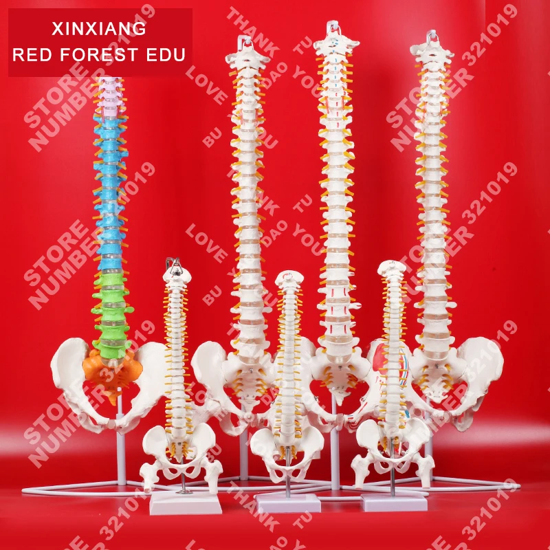 

40 CM 85CM Human Anatomical Model Spinal Column Flexible Spinal Column With Leg Bones Medical Teaching