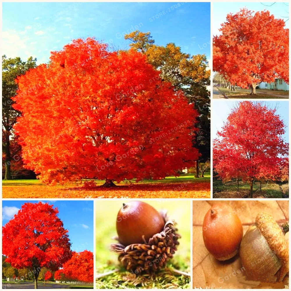 

On Sale 10 Pcs Rare Red Oak Tree Bonsai Quercus Alba Acorns Bonsai For DIY Home Garden Easy To Grow