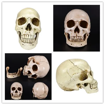 

1PC Resin Replica Medical Model Lifesize 1:1 Halloween Home Decoration Decorative Craft Skull High Quality