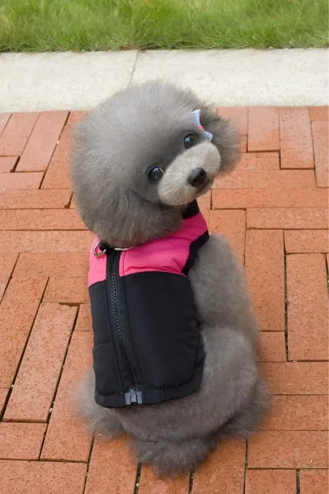P01_Waterproof_Pet_Dog_Winter_Vest_Jacket_Clothing_Warm_Puppy_Dogs_Cats_Clothes_Coat_Parka_Dogs_Ski_Suit_for_Chihuahua_ (14)