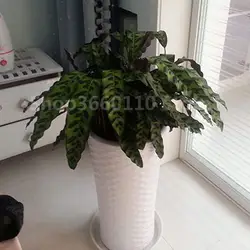 100 шт Balkon Calathea бонсай лиственное растение горшок для карликового дерева автоматический выключатель в plantas naturalessementes' plantas легко выращивать