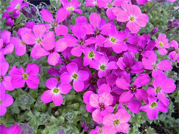 100 PCs torba pełzanie tymianek bonsai rzadki kolor skała CRESS roślina wieloletnia Ziemia okładka kwiat naturalny wzrost dla dom ogród tanie i dobre opinie Bardzo proste Wykluczone Roślina podwórku Upiększających Mini średni duży mały Jesień Konserwy roślin Wieloletnich 100 PCs torba pełzanie tymianek bonsai rzadki kolor skała CRESS roślina wieloletnia Ziemia okładka kwiat naturalny wzrost dla dom ogród tanie i dobre opinie Bardzo proste Wykluczone Roślina podwórku Upiększających Mini średni duży mały Jesień Konserwy roślin Wieloletnich