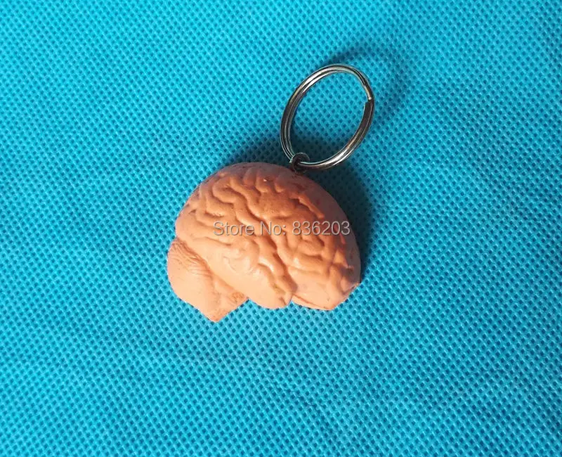 

Human mini brain Joint Anatomical Model in trauma anatomy skeleton dental anatomical shadow medical training manikins