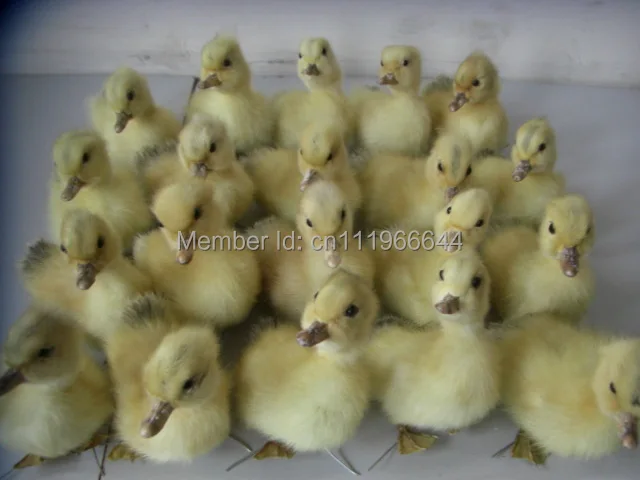 

Taxidermy of 20 Real duck duckling,Cute,Stuff Bird,BETTER QUALITY
