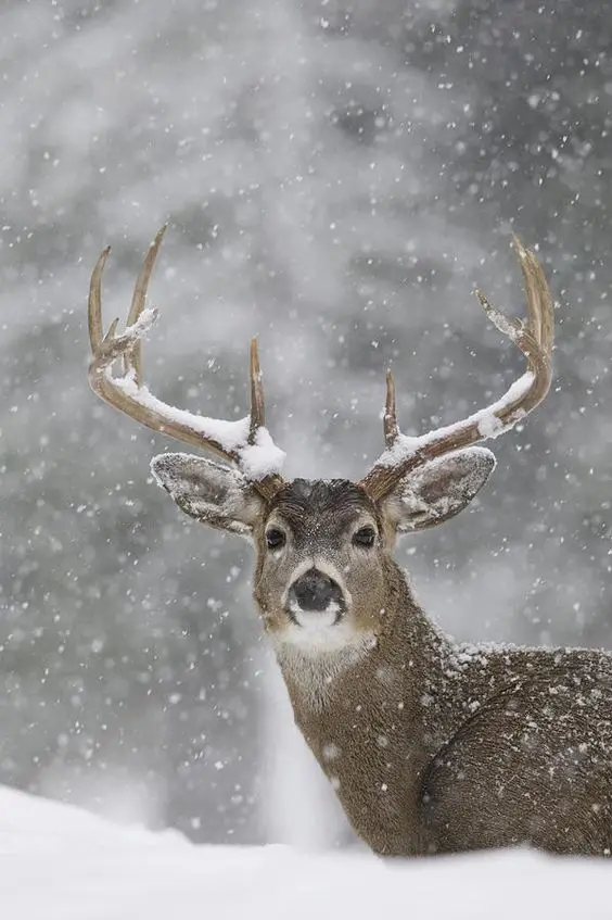 

5D Diy Diamond Painting Cross Stitch Elk Animals Full Square Diamond Embroidery Rinestones Painting Diamond Mosaic Home Decor