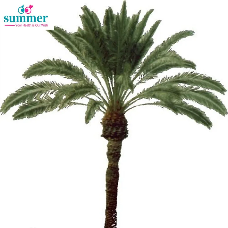 

100-1000PCS Saw Sabal palmetto seeds cabbage palm tree seed outdoor seeds for Home garden rare plant with free shipping