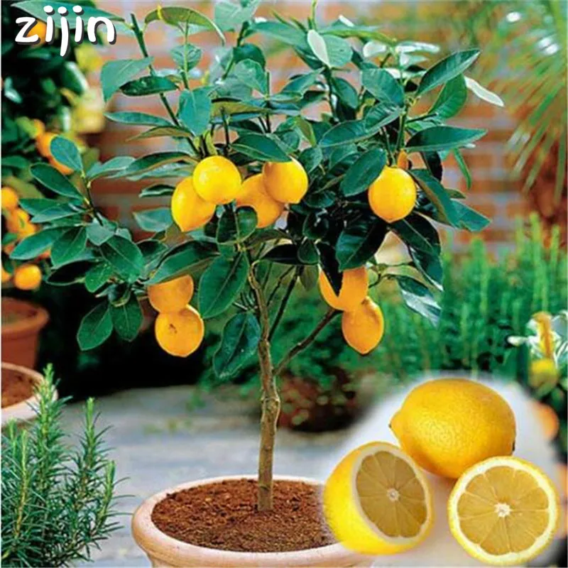 

50pcs Lemon bonsai lemon Tree Rare Fruit TreeFor Home Gatden Courtyard can Edible fruit plants