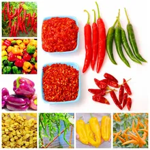 100 Pcs Chilli bonsai Vegetable Diy Potted Plants Indoor Outdoor For Home Garden  Mini Hot Pepper plant Germination Rate Of 95%