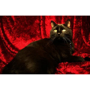 Full square diamond 5D DIY diamond embroidery black cat diamond cross stitch embroidery rhinestone mosaic decoration gift YY Full square diamond 5D DIY diamond embroidery black cat diamond cross stitch embroidery rhinestone mosaic decoration gift YY