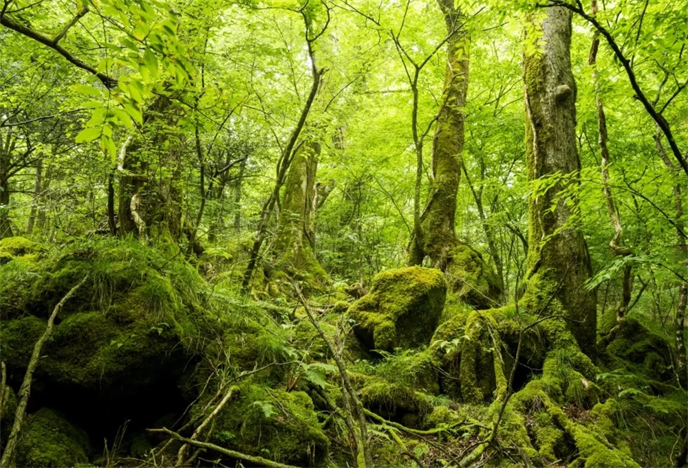 

Laeacco Tropical Rain Forest Tree Root Green Scenic Photographic Backgrounds Customized Photography Backdrops For Photo Studio