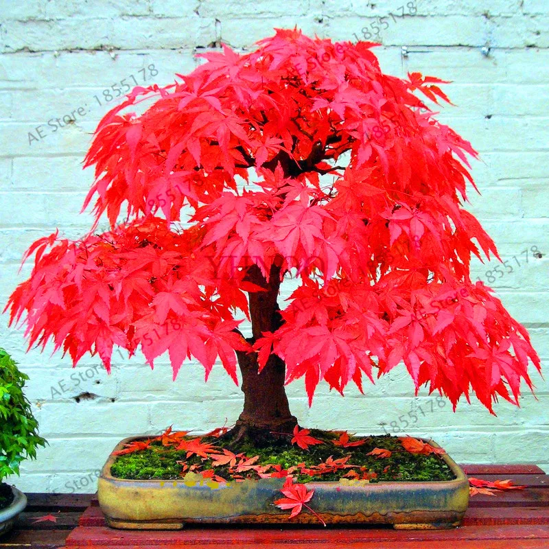 Красивое небольшое дерево. Японский красный клен бонсай. Бонсай дерево красный клен. Клен дланевидный бонсай. Клен Атропурпуреум бонсай.