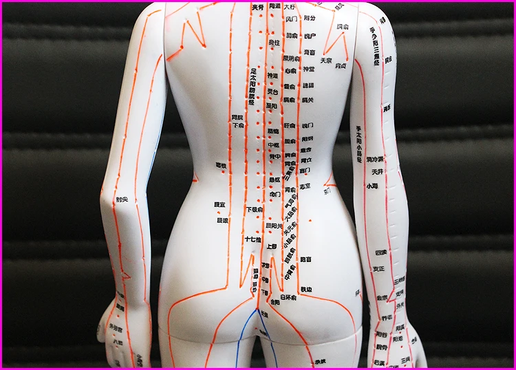 Человек китайско-английский тело Акупунктура точка модель Меридиан модель акупунктуры точек 26 см/48 см/50 см для мужчин и женщин