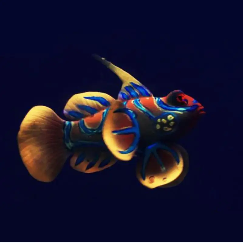 

New 3 Color Attractive Aquarium Silicone Glowing Funny Green Mandarin Decoration Artificial Pretty Cute Frog Fish Ornament