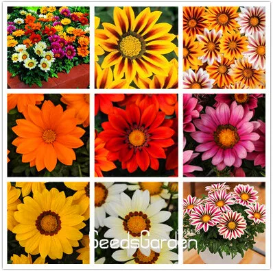 

Big Promotion!Gazania bonsai multicolor mixed plant beautiful gazania Flower garden, 100pcs/Package ,#7M32WX