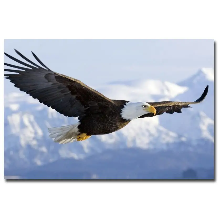 Nicoleshenting Affiche Oiseau Aigle Vol Dans Le Ciel Affiche D Art En Soie Imprime Hiver Montagnes De Neige Paysage Image De Decor De Maison Animaux Sauvages 031 Aliexpress
