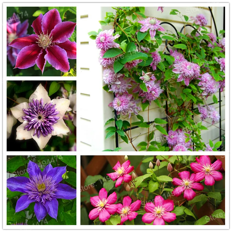 100pcs/bag Mixed color Clematis Seeds Clematis Hybridas Hanging bonsai