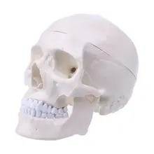 Human Anatomical Anatomy Head Skeleton Skull Teaching Model School Supplies Study Tool Medical Science Teaching Stationery 1 1 pvc high quality cardiac anatomy model medical teaching tool art tool instructional tool clinic figurines