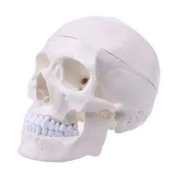 Human Anatomical Anatomy Head Skeleton Skull Teaching Model School Supplies Study Tool Medical Science Teaching Stationery 12316 cmam tf05 human ilium skeleton orthopaedic training model medical science educational teaching anatomical models