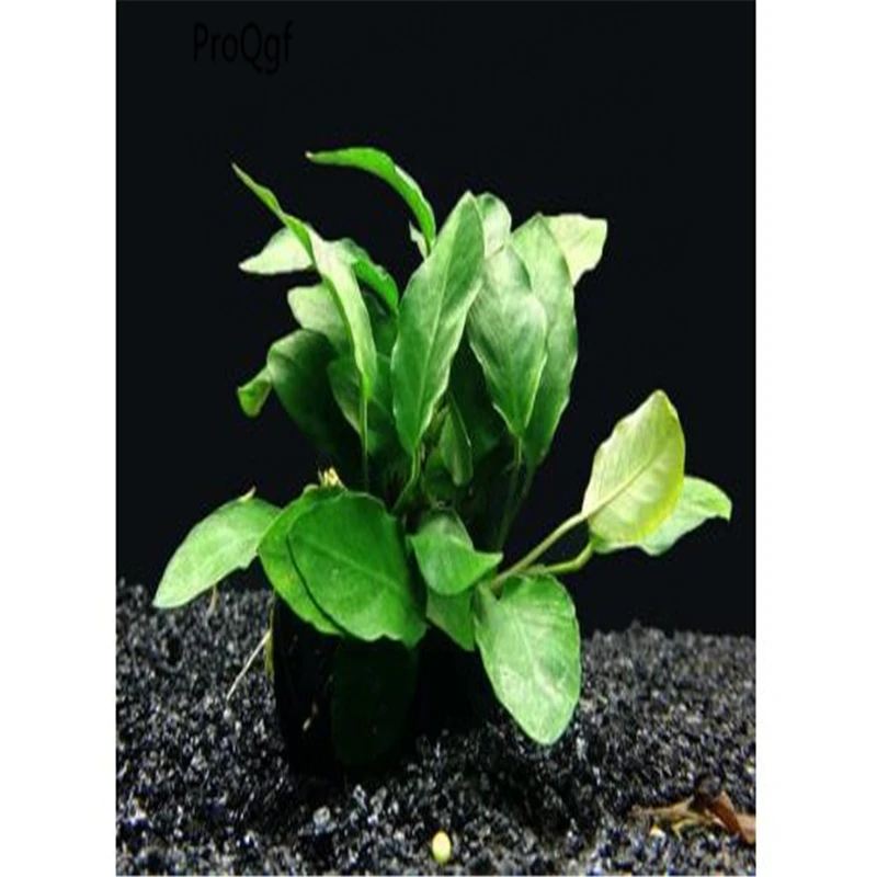 

8000Pcs A Set Anubias