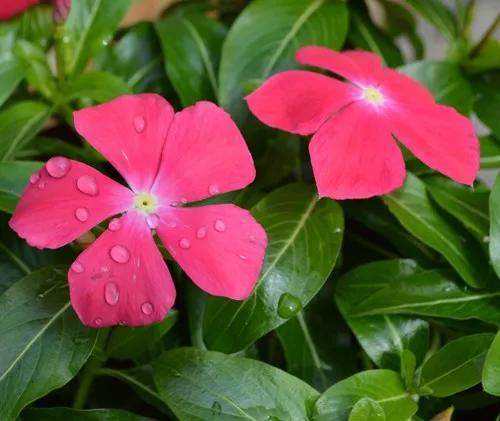 One Pack Hanging Vinca Rose Flower Seeds Catharanthus Roseus Vitesse F1 Plant Periwinkle Seeds For Home Garden Germination 94 Seed Types Seed Orangeseed Bead Aliexpress